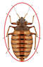 bed bugs extermination services in markham