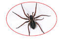 spider removal services in markham